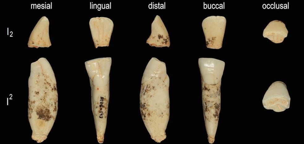 El diente de 800.000 años que lo corrobora todo