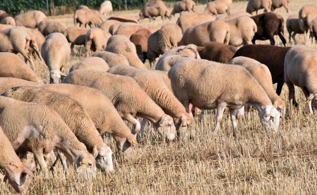 El campo riojano se enfrenta a la falta de mano de obra