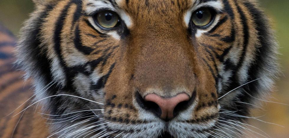 Santiago Vega: «A día de hoy solo ha habido transmisión de COVID-19 de humano a mascota»