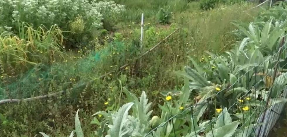 La Delegación de Gobierno autoriza acudir a los huertos de La Rioja desde este viernes