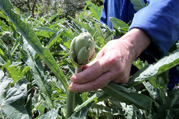 Hay vida en el huerto pese al coronavirus