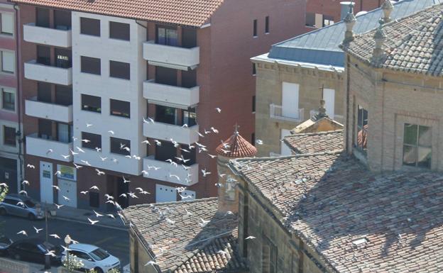 Haro pone en marcha un programa para paliar la superpoblación de palomas