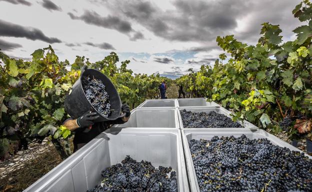 Los viticultores riojanos piden una prima de entre 3.000 y 4.000 euros por hectárea para eliminar producción de uva
