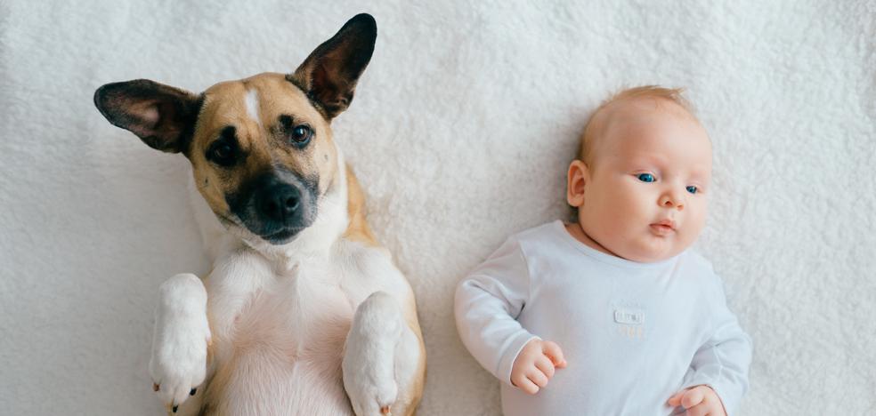 Cómo preparar a las mascotas para la llegada de un bebé