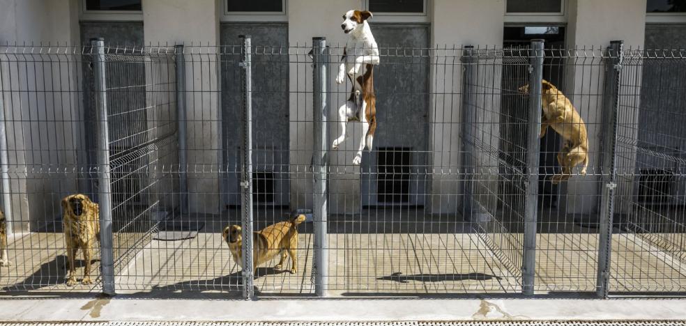 La guardería canina como opción al sacrificio durante la cuarentena