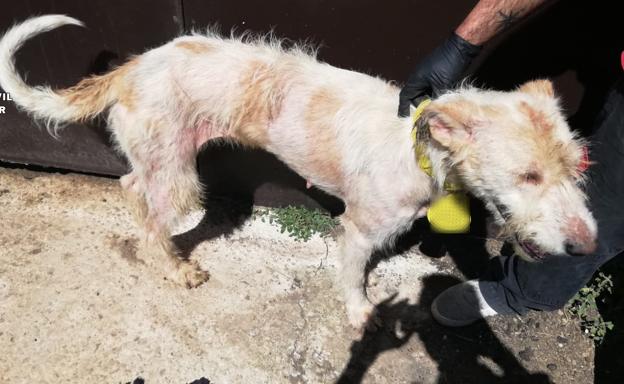 El Seprona investiga a un vecino de San Asensio por maltrato animal