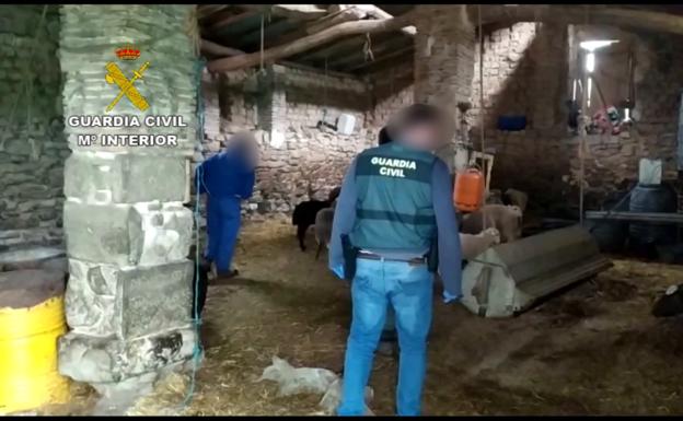 La Guardia Civil recupera en Navarra 67 animales robados a ganaderos de La Rioja y Álava