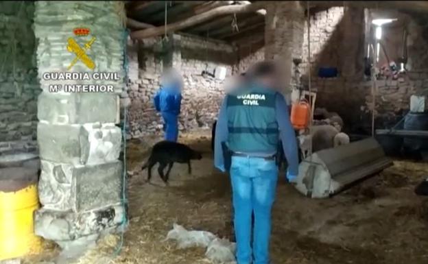 Recuperadas en Viana 67 ovejas robadas en La Rioja