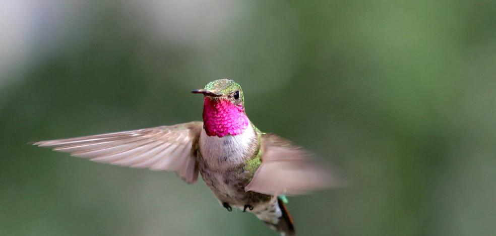 Los colores ultravioleta del colibrí