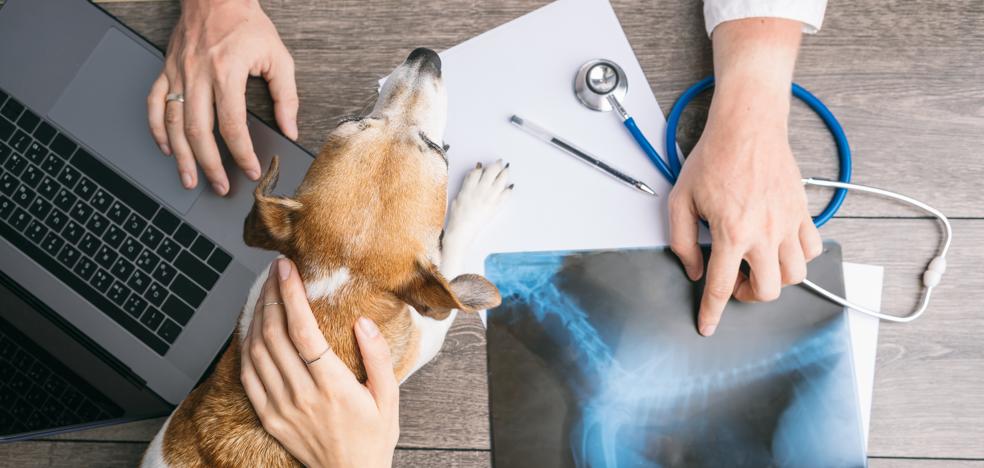 Enfermedades humanas que también sufren las mascotas