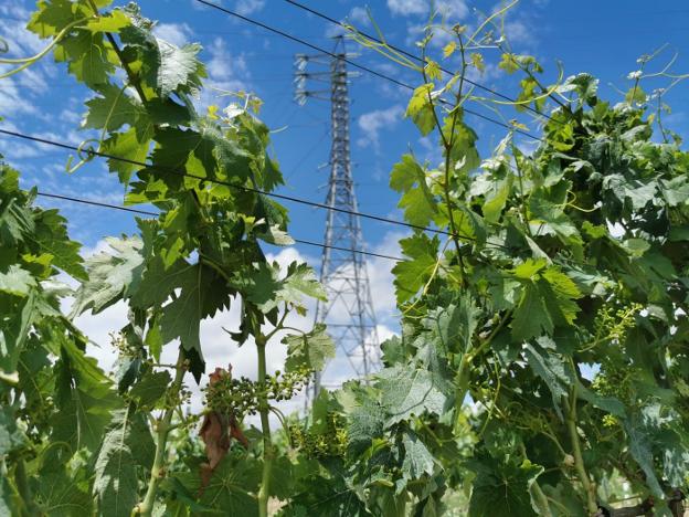 Torres en el paisaje de viñedo: el Ayuntamiento da licencia de obra a Iberdrola para el tendido 'Haro Norte'
