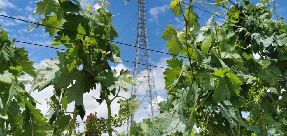 Torres en el paisaje de viñedo: el Ayuntamiento da licencia de obra a Iberdrola para el tendido 'Haro Norte'