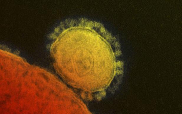 El coronavirus se comporta como una enfermedad de transmisión sexual