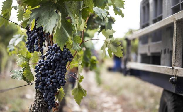 El Gobierno Vasco 'subvencionará' la compra de uvas de Rioja Alavesa