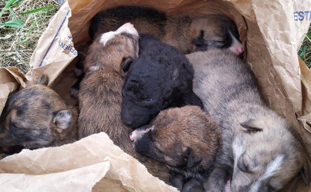 Un viticultor de Hormilla halla seis cachorros de perro recién nacidos encerrados en un saco