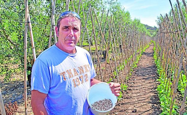 Las alubias 'villarijas', un manjar cultivado en el Linares