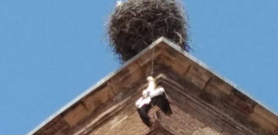 Una cigüeña muere al quedar atrapada en su nido de la iglesia de Santo Tomás de Arnedo