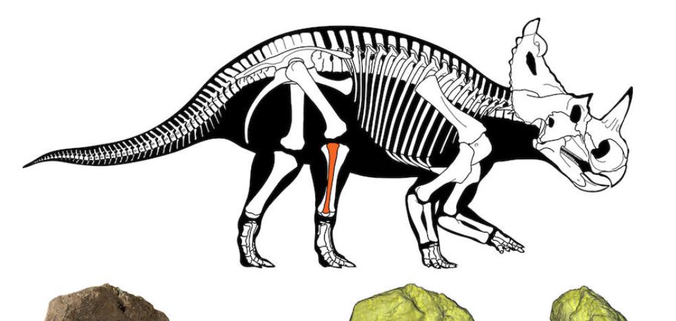 Los dinosaurios también morían de cáncer