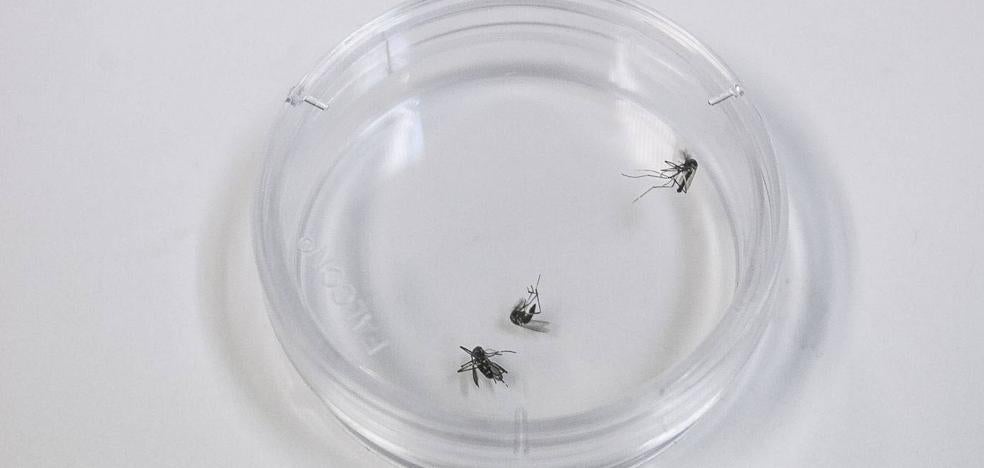 Sevilla investiga un brote de meningitis asociado a los mosquitos con 18 casos