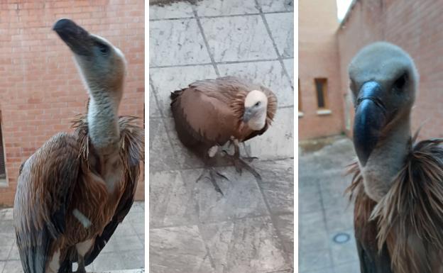 Un buitre se pasea por el barrio de San Gil en Cervera del Río Alhama