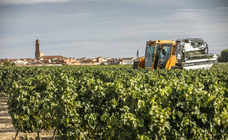 Pistoletazo de salida a la vendimia de Rioja en Aldeanueva