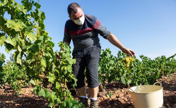 Así avanza la vendimia en la DOCa Rioja