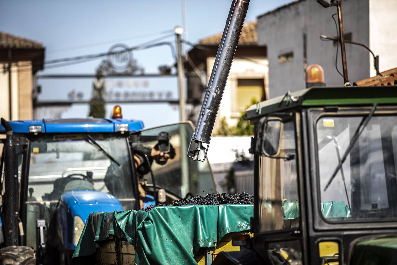 Así avanza la vendimia en la DOCa Rioja