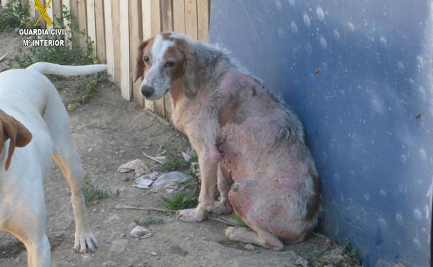 Localizan en San Vicente de la Sonsierra un 'zoo' no autorizado con más de 150 animales en un pésimo estado