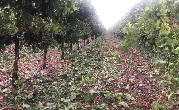 Agroseguro estima daños en 700 hectáreas en La Rioja Alta por pedrisco