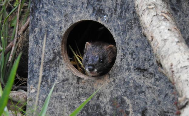 Liberados tres visones europeos en la desembocadura del río Najerilla