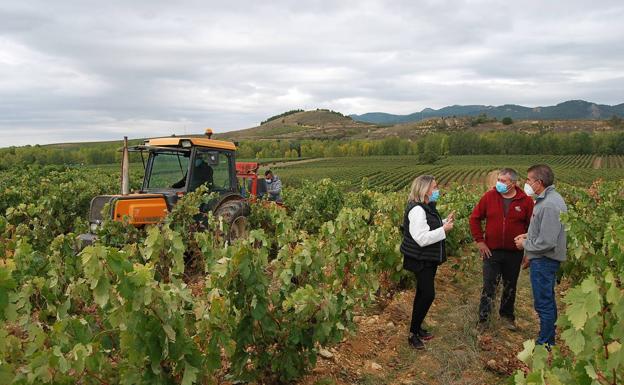 El Gobierno de La Rioja ha realizado 1.494 PCR con 26 positivos en la campaña de la vendimia