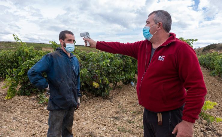 El coronavirus marca la vendimia de este año en Rioja