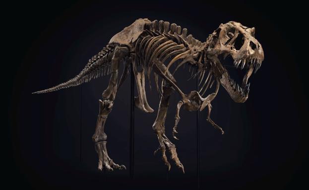 Pagan 27 millones de euros por el esqueleto fósil de un tiranosurio rex