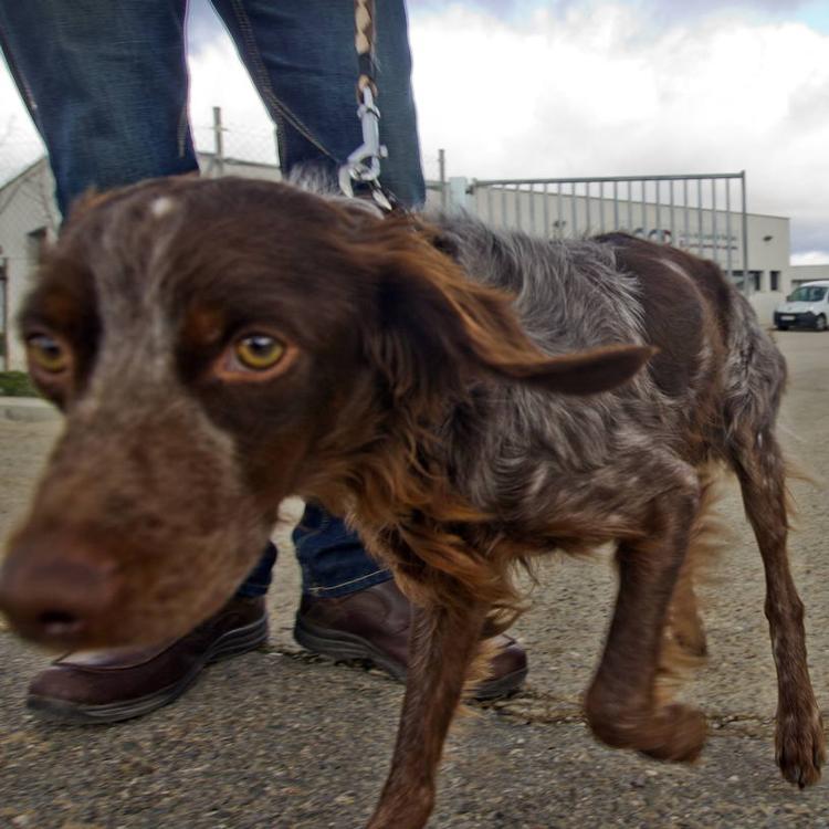 El Ayuntamiento quiere convertir Logroño «en una ciudad amiga de los animales»