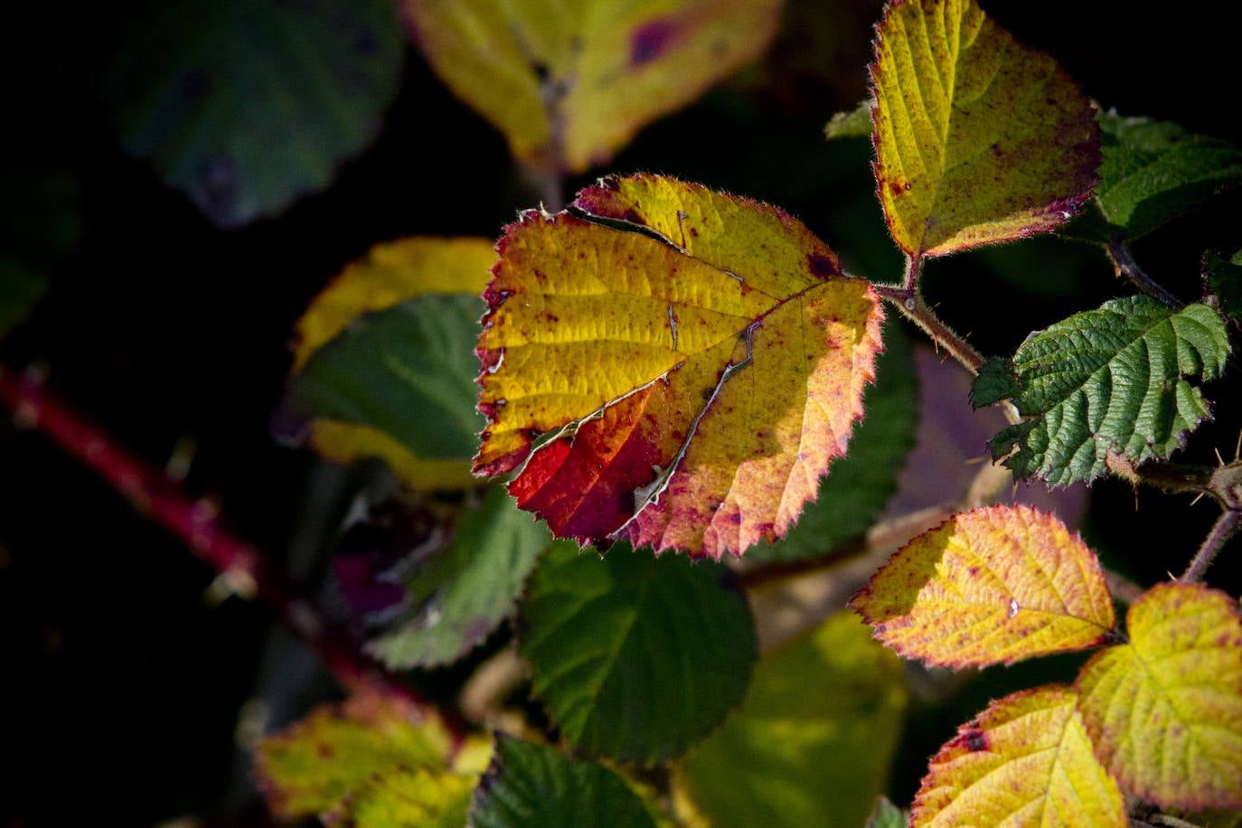 Los colores del otoño en la montaña riojana