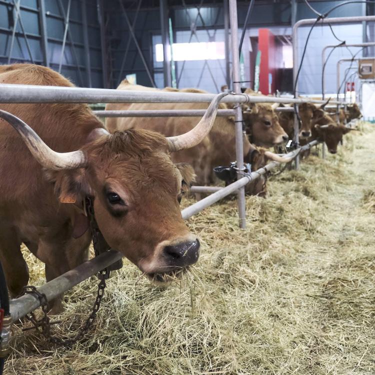 La mitad de los españoles desconocen los factores de una dieta sostenible