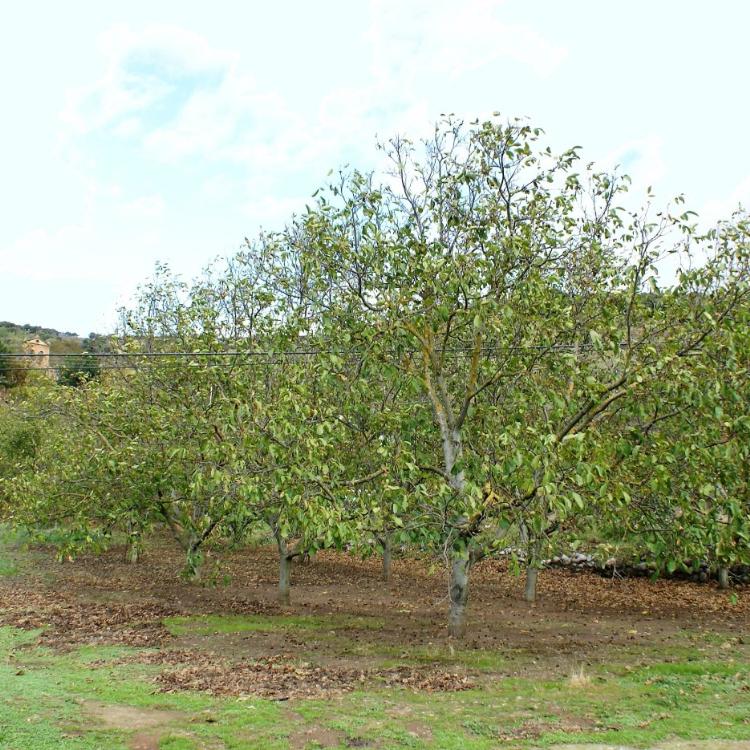 La cosecha de nueces vuelve a los 25.000 kilos habituales