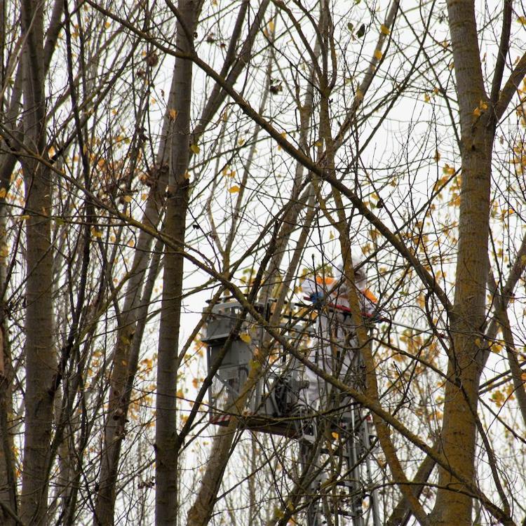 Los bomberos retiran un enjambre de avispa asiática en Nájera