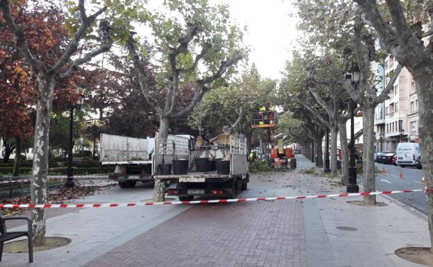 La nueva campaña de poda será más natural