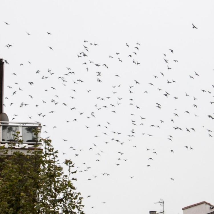 Santo Domingo ultima la adjudicación del control de la población de palomas y ratas