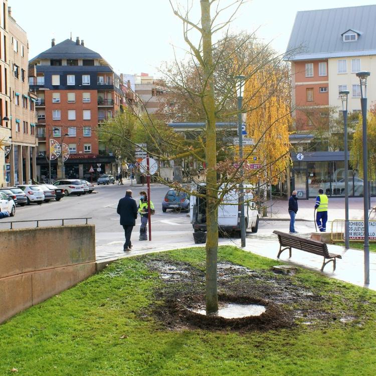 Un roble por las víctimas del COVID-19 en Nájera