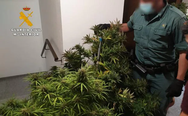 Intervienen 7.352 gramos de cogollos de marihuana en La Rioja gracias a la colaboración ciudadana