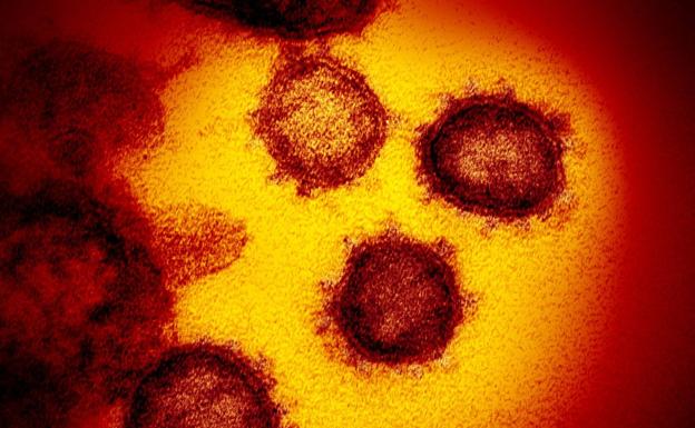 ¿Debemos preocuparnos por la nueva variante del coronavirus?