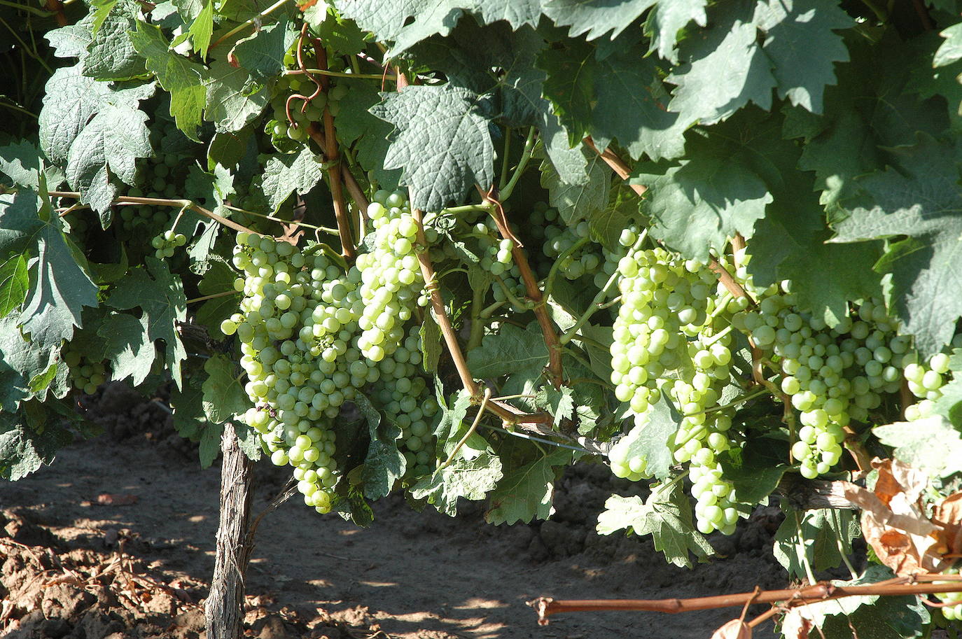 «Viña Grajera» estrena etiquetas, con una imagen más moderna y dinámica