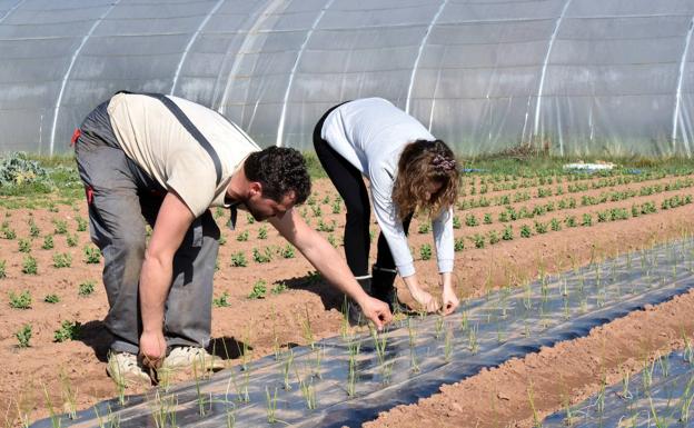 Doce millones de euros para potenciar la competitividad del campo riojano y el medio rural