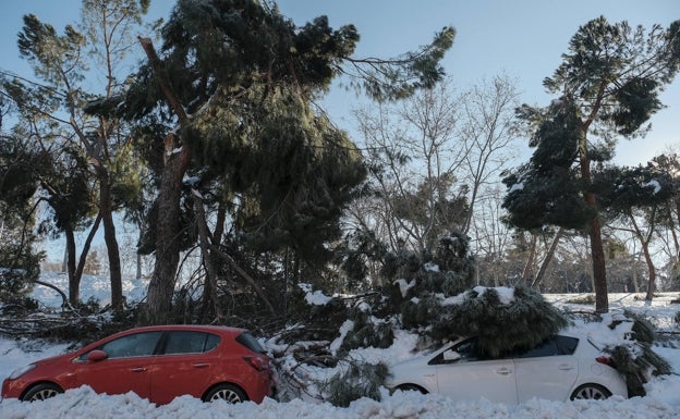 El temporal perpetra un arboricidio en Madrid