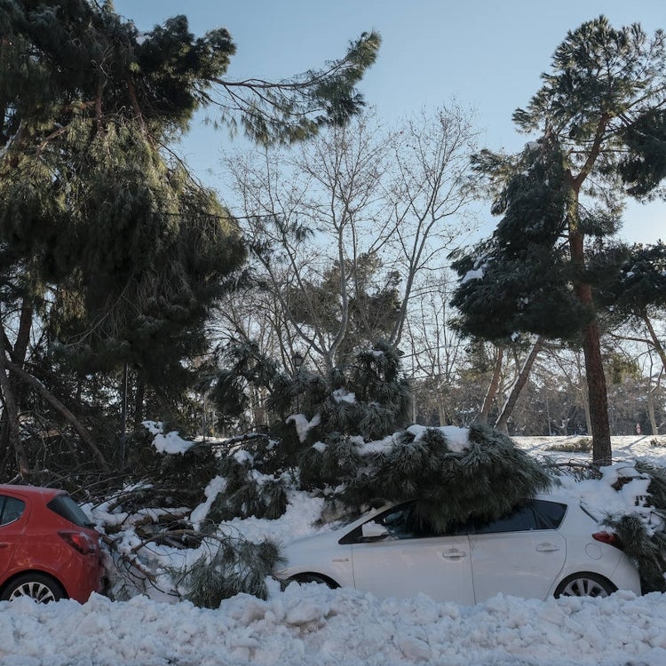 El temporal perpetra un arboricidio en Madrid