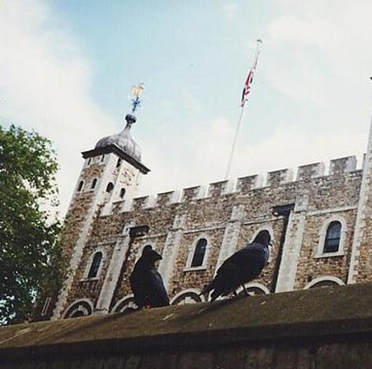 Desaparece un cuervo de la Torre de Londres y tiembla la monarquía