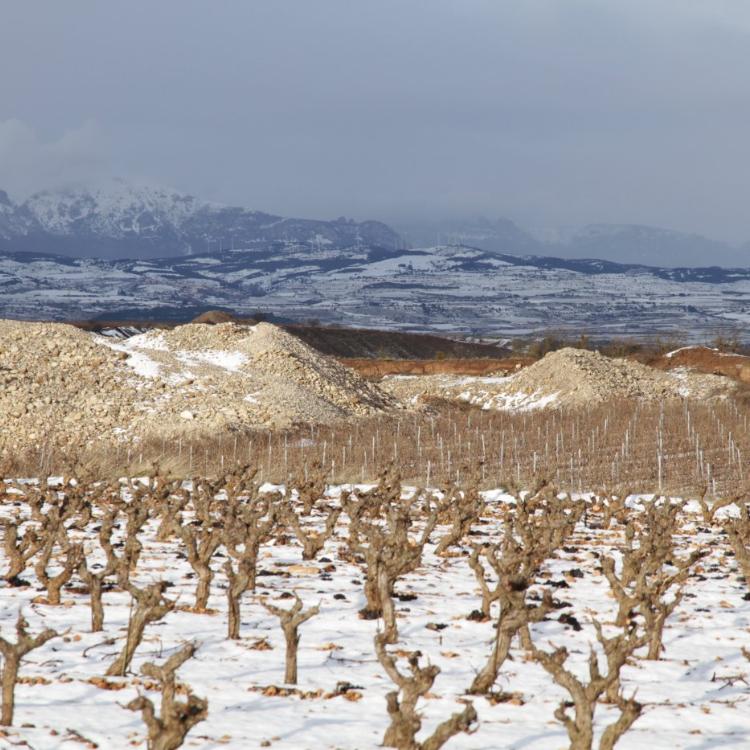 Nieve en el momento ideal para la viña