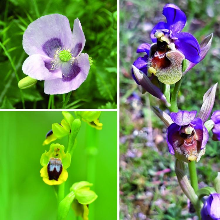 Un libro de trescientas flores riojanas